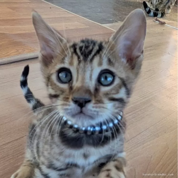 ベンガル【群馬県・男の子・2025年10月8日・ブラウンスポテッドタビー】の写真1