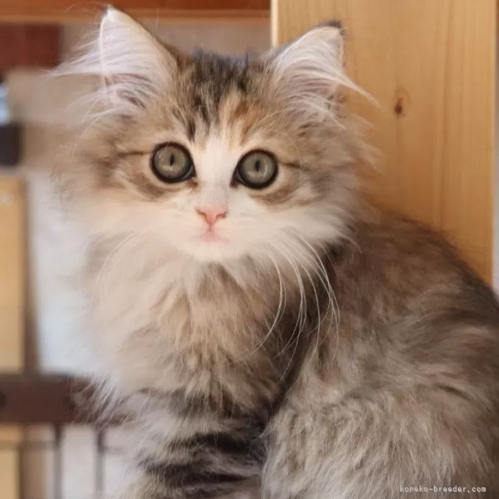 サイベリアン【群馬県・女の子・2025年8月19日・ブラウンパッチドタビー&amp;ホワイト】の写真1