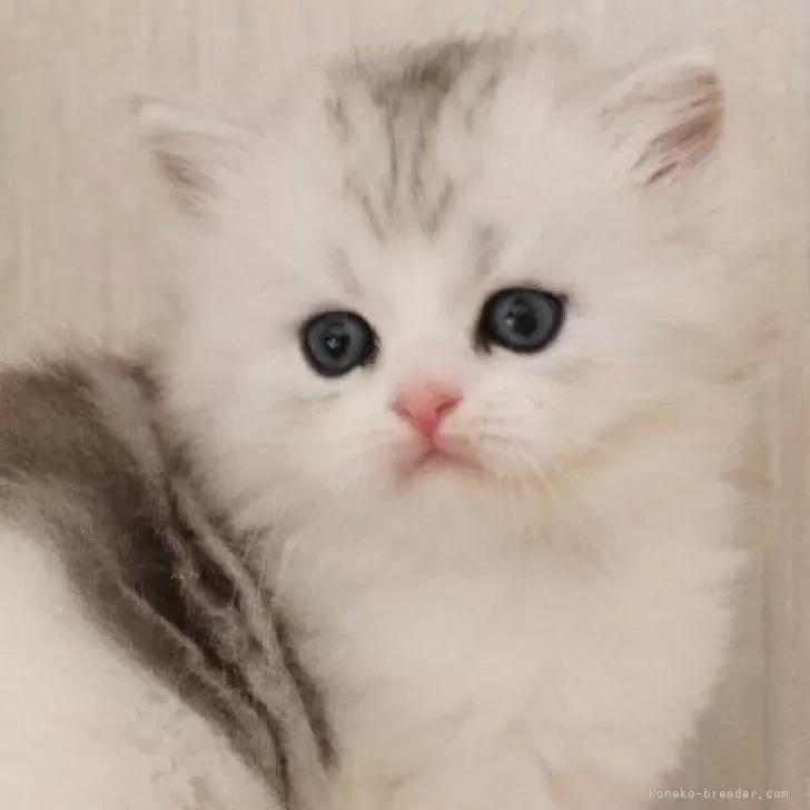 ID：2505-02652の子猫