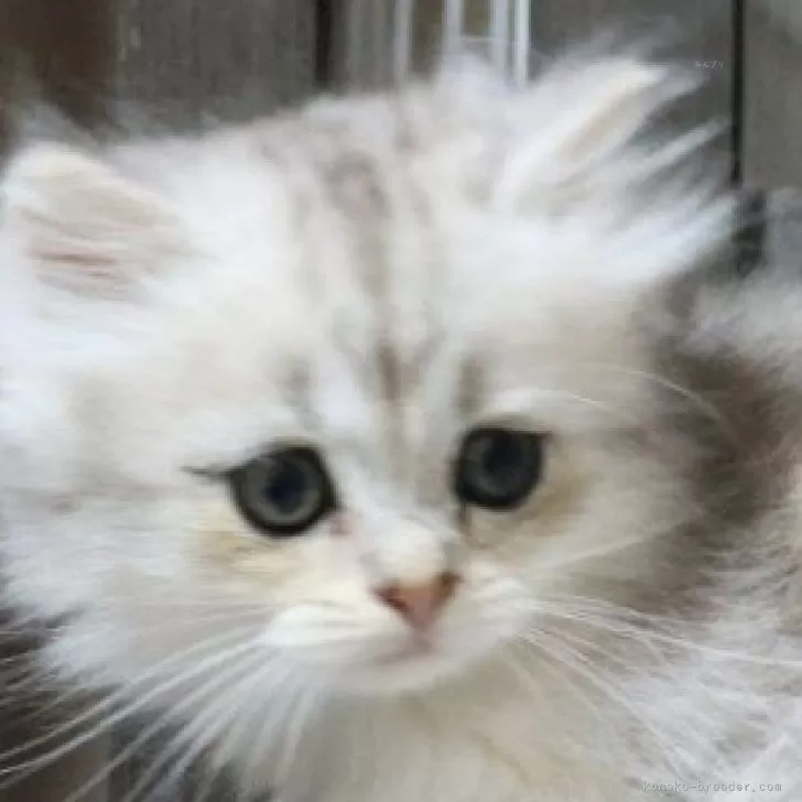 ミヌエット(長足)【群馬県・女の子・2025年8月30日・ダイリュートキャリコ】の写真1