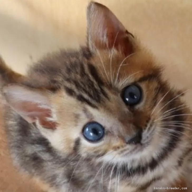 ID：2508-00884の子猫