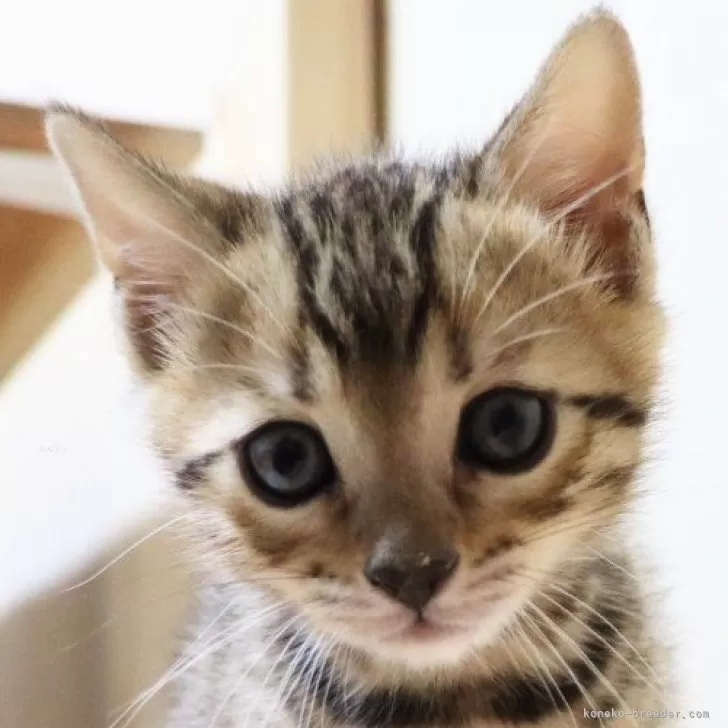 ID:2502-02383の子猫