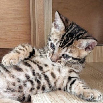 ベンガル【群馬県・女の子・2025年5月15日・ブラウンスポテッドタビー】の写真「夏のボーナスセール！早い者勝ちです✨」