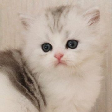 ミヌエット(長足)【群馬県・女の子・2025年4月13日・ブラウンタビー&ホワイト】の写真「甘えん坊な女の子👧」