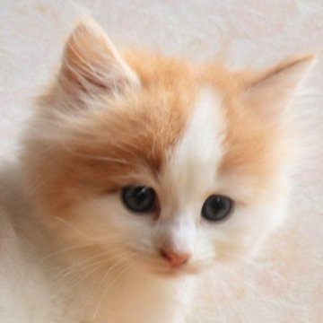 サイベリアン【群馬県・女の子・2025年4月2日・レッドタビー&ホワイト】の写真「とっても可愛い甘えん坊な女の子♥」