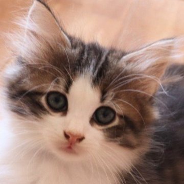 サイベリアン【群馬県・男の子・2025年8月10日・ブラウンタビー&ホワイト】の写真「愛らしいお顔の甘えん坊君❣️」