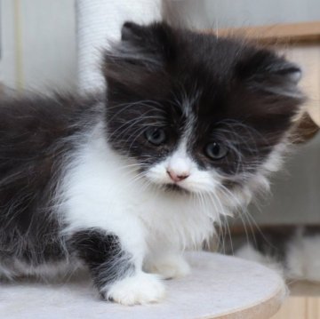 ミヌエット(短足)【群馬県・女の子・2025年8月30日・ブラック&ホワイト】の写真「甘えん坊で可愛い女の子🤗」