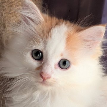 サイベリアン【群馬県・女の子・2025年8月31日・レッドタビー&ホワイト】の写真「甘えん坊で可愛い女の子🤗」