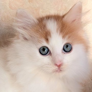 サイベリアン【群馬県・男の子・2025年8月31日・レッドタビー&ホワイト】の写真「パパ似のイケメンボーイ！フワフワです😊」