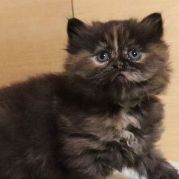 サイベリアン【群馬県・女の子・2026年2月27日・トーティー】の写真「愛らしく可愛い女の子❣️」