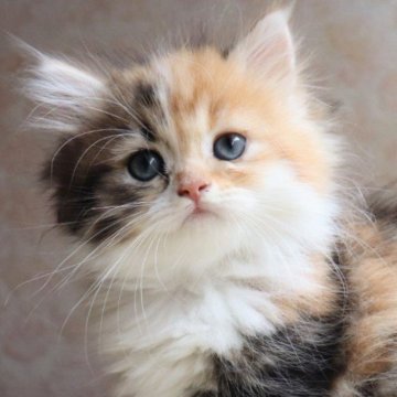 ミヌエット(短足)【群馬県・女の子・2025年4月14日・キャリコ】の写真「よちよち短足の甘えん坊な女の子❣️」