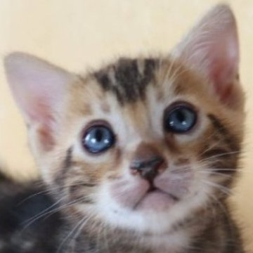 ベンガル【群馬県・男の子・2025年8月2日・ブラウンマーブルドタビー】の写真「シルキーな手触りとイケメンが堪らなく可愛い❣️」