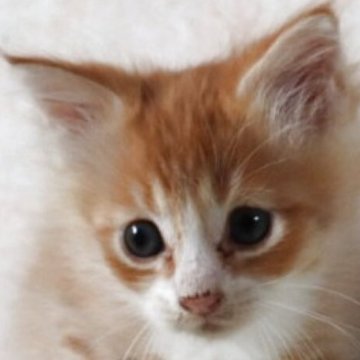 サイベリアン【群馬県・男の子・2025年8月31日・レッドタビー&ホワイト】の写真「イケメン推しの方にお勧めです‼️」