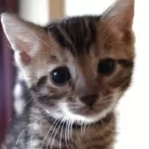 ベンガル
