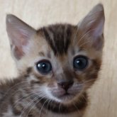 ベンガル