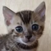 ベンガル
