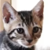 ベンガル