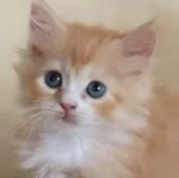 サイベリアン
