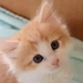 サイベリアン