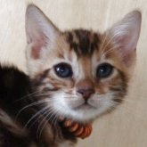 ベンガル