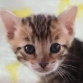 ベンガル