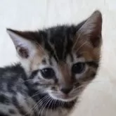 ベンガル