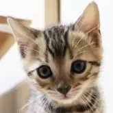 ベンガル【群馬県・男の子・2025年1月14日・ブラウンスポテットタビー】の写真1