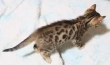 ベンガル【群馬県・男の子・2025年1月14日・ブラウンスポテットタビー】の写真3