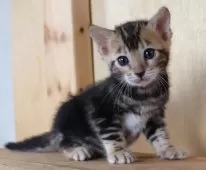 ベンガル【群馬県・女の子・2025年8月2日・ブラウンマーブルドタビー】の写真3