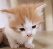 サイベリアン【群馬県・女の子・2025年8月10日・レッドタビー&ホワイト】の写真5