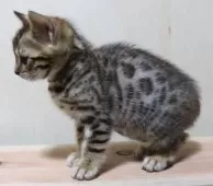 ベンガル【群馬県・男の子・2025年1月14日・ブラウンスポテットタビー】の写真4