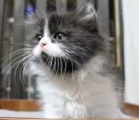 ミヌエット(短足)【群馬県・女の子・2025年8月30日・ブラック&ホワイト】の写真4