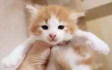 サイベリアン【群馬県・女の子・2025年8月10日・レッドタビー&ホワイト】の写真6