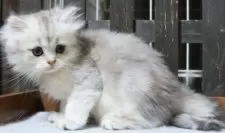 ミヌエット(長足)【群馬県・女の子・2025年8月30日・ダイリュートキャリコ】の写真5