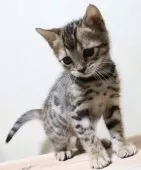 ベンガル【群馬県・男の子・2025年1月14日・ブラウンスポテットタビー】の写真5