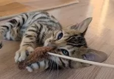 ベンガル【群馬県・男の子・2025年10月8日・ブラウンスポテッドタビー】の写真6