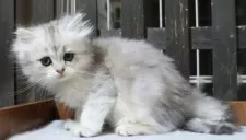 ミヌエット(長足)【群馬県・女の子・2025年8月30日・ダイリュートキャリコ】の写真6