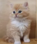 サイベリアン【群馬県・男の子・2025年4月3日・レッドタビー&ホワイト】の写真6