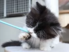 ミヌエット(短足)【群馬県・女の子・2025年8月30日・ブラック&ホワイト】の写真7