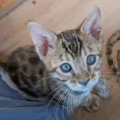 ベンガル【群馬県・男の子・2025年10月8日・ブラウンスポテッドタビー】の写真7