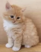 サイベリアン【群馬県・男の子・2025年4月3日・レッドタビー&ホワイト】の写真7