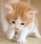 サイベリアン【群馬県・女の子・2025年8月10日・レッドタビー&ホワイト】の写真10