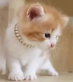 サイベリアン【群馬県・女の子・2025年8月10日・レッドタビー&ホワイト】の写真11