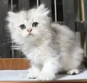 ミヌエット(長足)【群馬県・女の子・2025年8月30日・ダイリュートキャリコ】の写真9