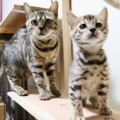 ベンガル【群馬県・男の子・2025年1月14日・ブラウンスポテットタビー】の写真9