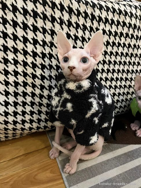 高進ブリーダー