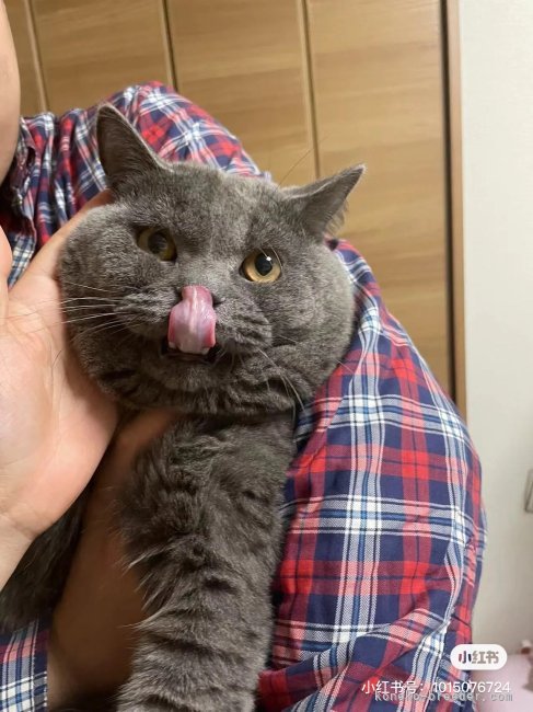 高　進(こう　しん)ブリーダー(栃木県・ブリティッシュショートヘアなど・CFA/ICC登録)の紹介写真6