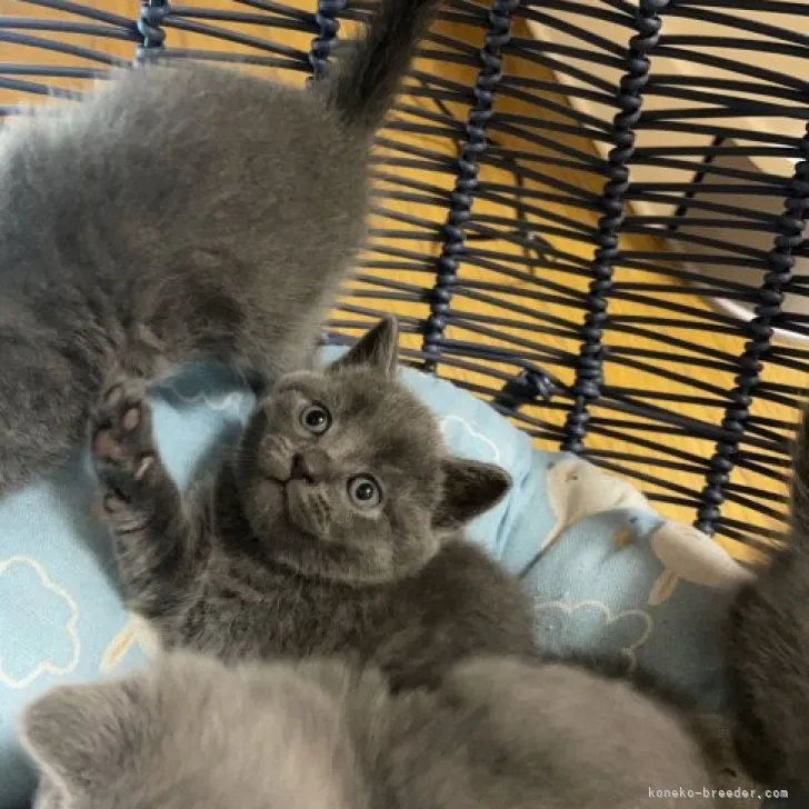 ID：2304-00795の子猫