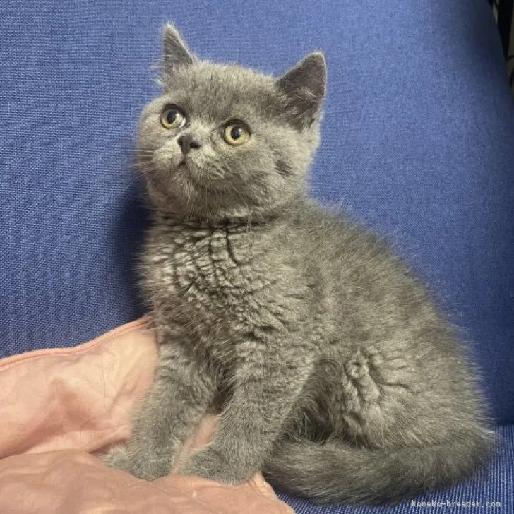 ID：2306-02587の子猫