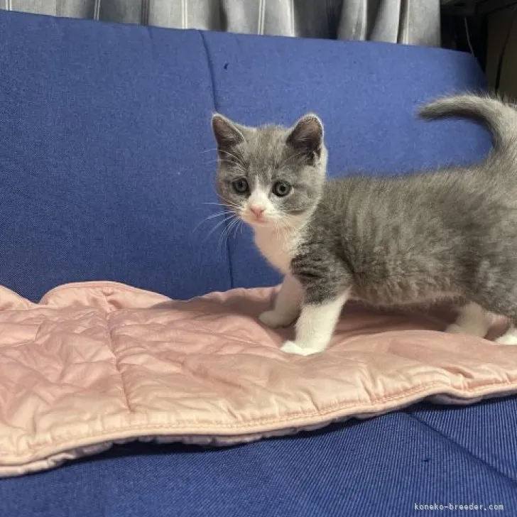 ID：2306-02584の子猫